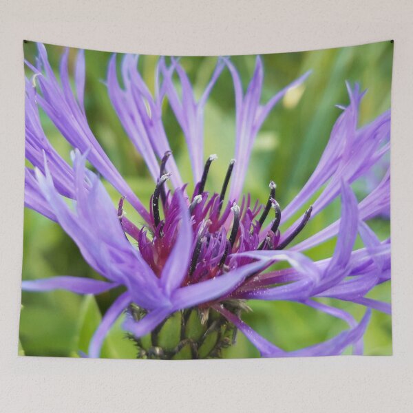 Item preview, Purple Cornflower  designed and sold by amanda150771.