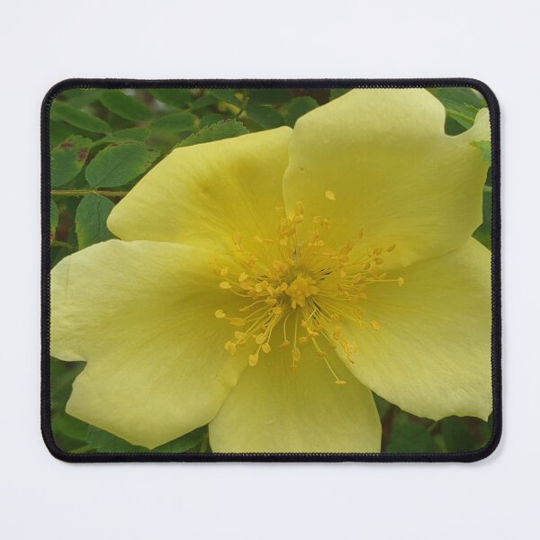 Item preview, Yellow Rose  designed and sold by amanda150771.