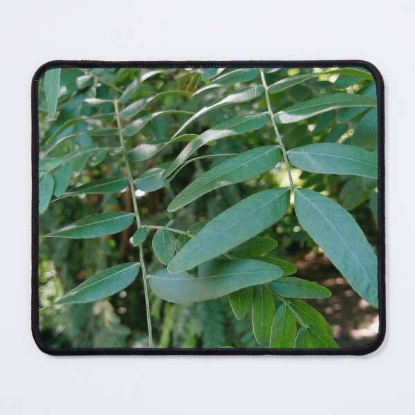 Item preview, Honey locust tree close up 4 original artwork designed and sold by paragonDesign28.