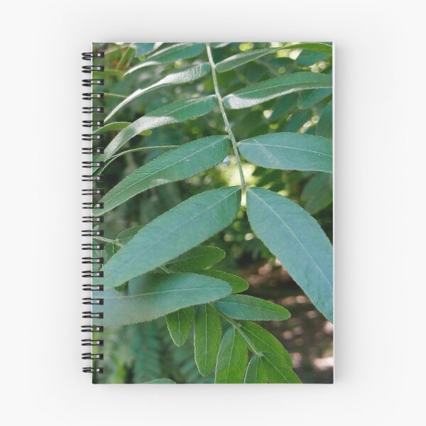 Item preview, Honey locust tree close up 4 original artwork designed and sold by paragonDesign28.