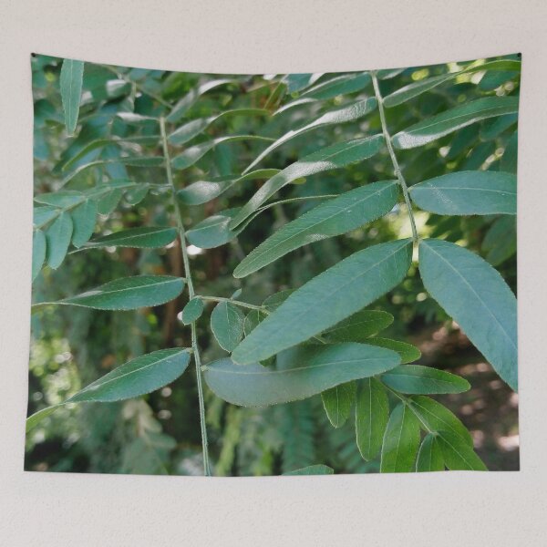Item preview, Honey locust tree close up 4 original artwork designed and sold by paragonDesign28.