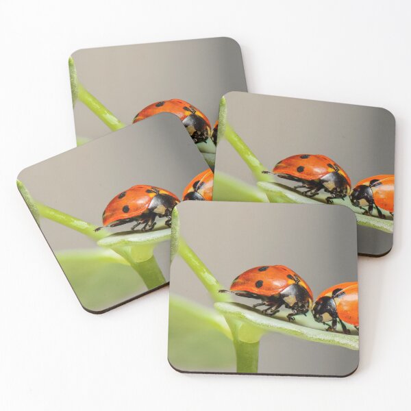 Item preview, Ladybird designed and sold by TERRAMED.