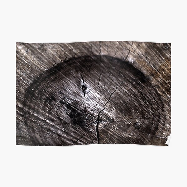 Ode to: Tree Rings Poster
