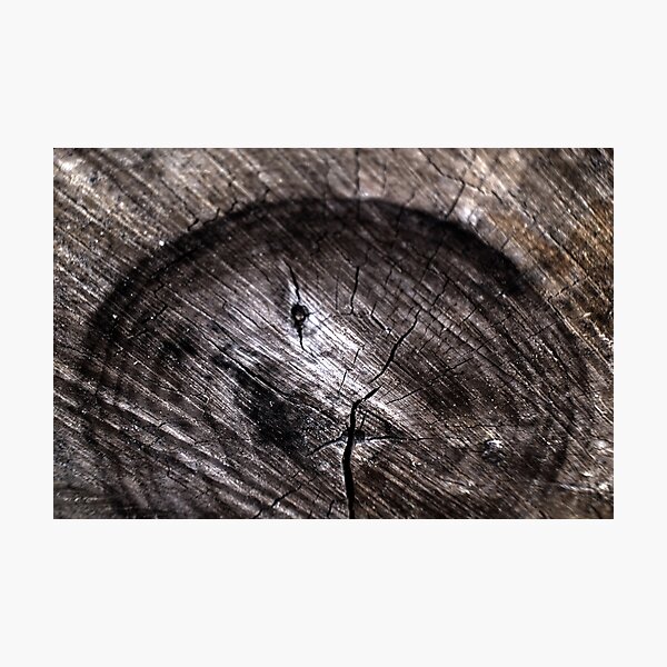 Ode to: Tree Rings Photographic Print