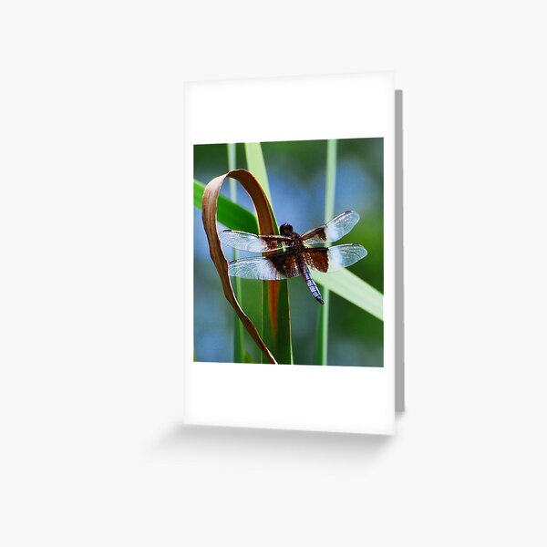 Widow Skimmer at Rest Greeting Card