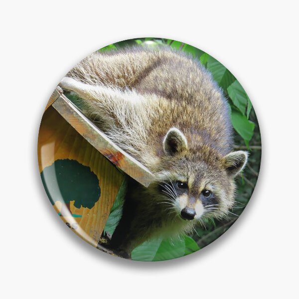 Item preview, Raccoon Bandit Thief at Birdfeeder designed and sold by Linda Walsh.