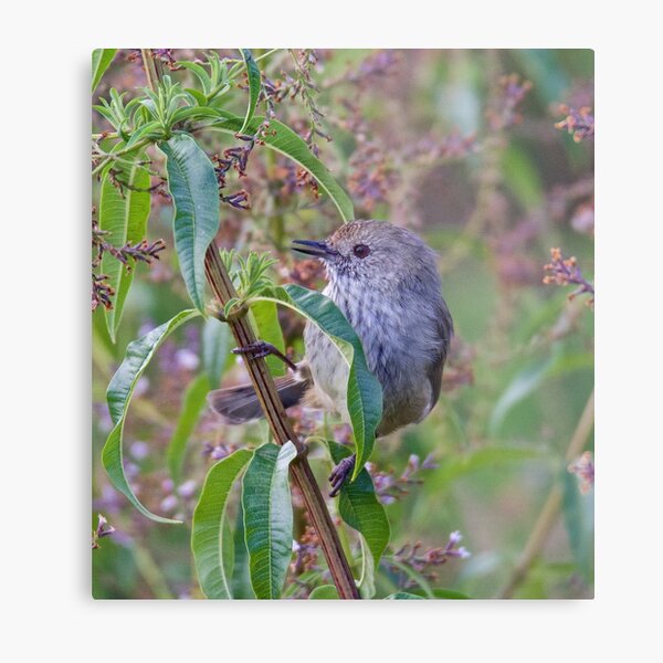 THORNBILL ~ Brown Thornbill tVwDreUb by David Irwin ~ WO Metal Print