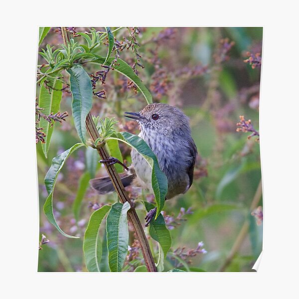 THORNBILL ~ Brown Thornbill tVwDreUb by David Irwin ~ WO Poster