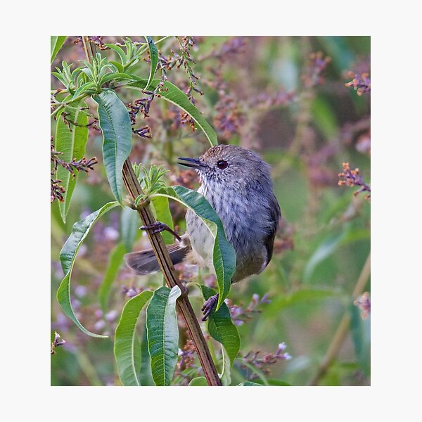 THORNBILL ~ Brown Thornbill by David Irwin ~ WO Photographic Print