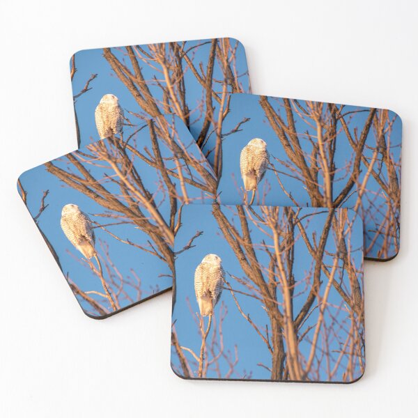 Item preview, Snowy Owl at Sam Smith Park, Toronto designed and sold by jrtwynam.