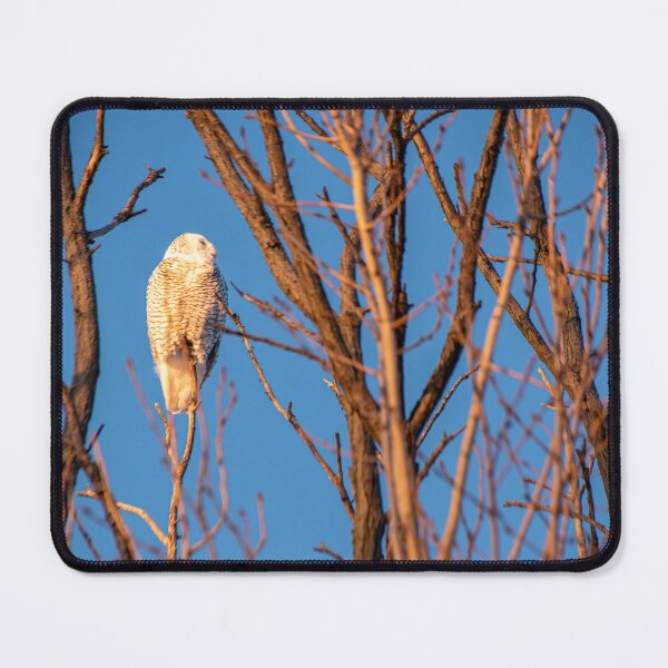 Item preview, Snowy Owl at Sam Smith Park, Toronto designed and sold by jrtwynam.