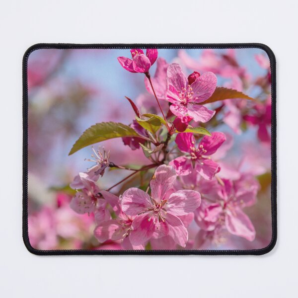 Item preview, Light pink apple blossoms closeup designed and sold by KRFNatureGifts.
