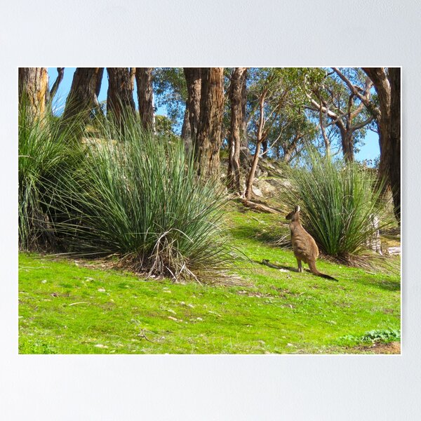 Item preview, Kangaroo With Spinifex Grasses - Adelaide Hills - South Australia designed and sold by exploramum.