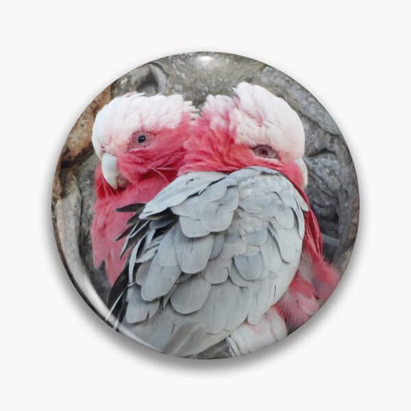 Aperçu de l'œuvre  Galah essaie de rester au chaud créée et vendue par Mark Grimsley.