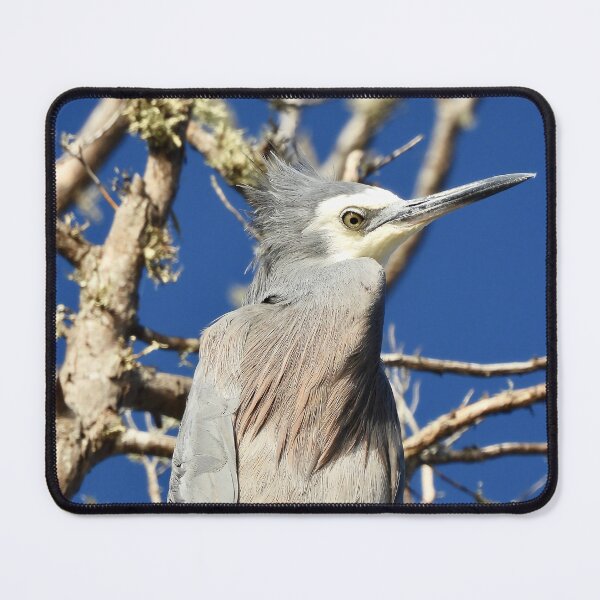 Item preview, White faced heron bad hair day designed and sold by Mark Grimsley.