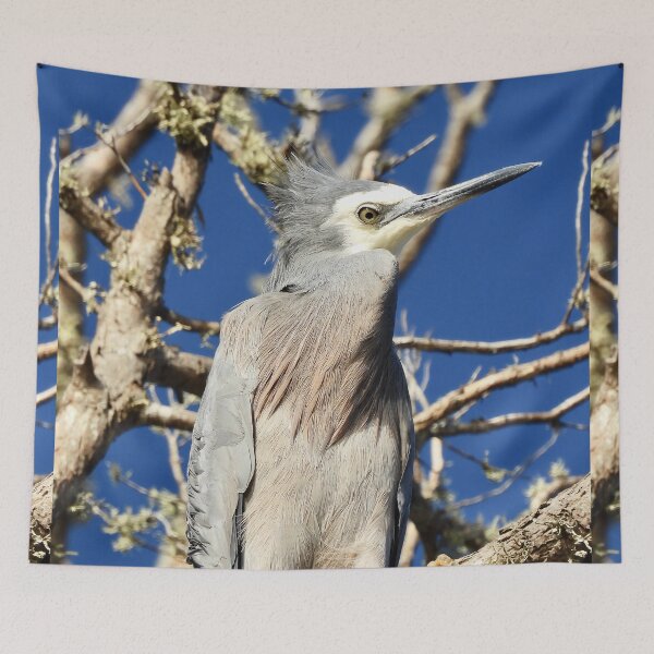 Item preview, White faced heron bad hair day  designed and sold by Mark Grimsley.