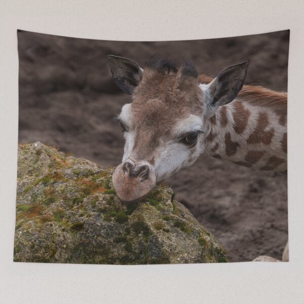 Item preview, Baby Giraffe Resting Head designed and sold by rawshutterbug.