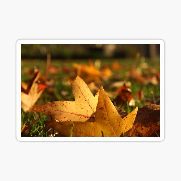 Item preview, Liquid Amber Autumn Leaves by Adelaide artist Avril Thomas at Magpie Springs designed and sold by MagpieSprings.