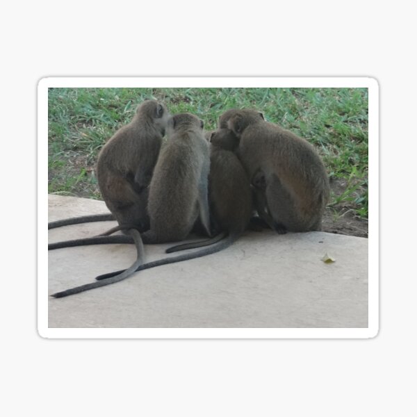 Item preview, Monkey Business Meeting - Kenya Africa designed and sold by exploramum.