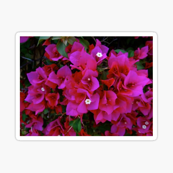 Item preview, Bougainvillea Pink Flowers - Kenya Africa designed and sold by exploramum.