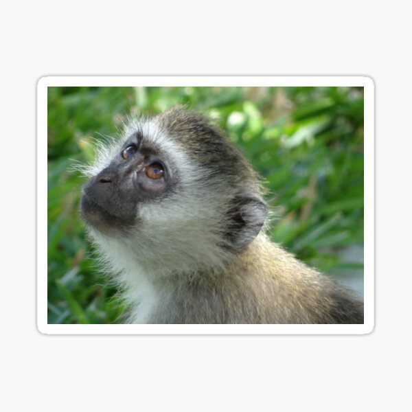 Item preview, The Face Of Innocence - Monkey in Kenya Africa designed and sold by exploramum.