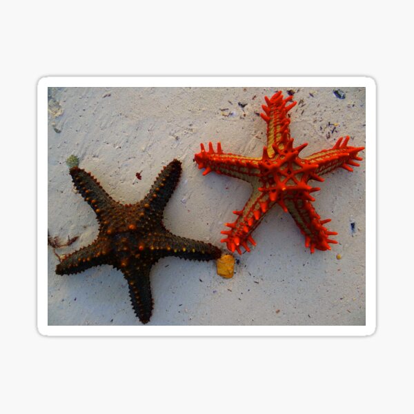 Item preview, Two Starfish On The Beach - Kenya Africa designed and sold by exploramum.