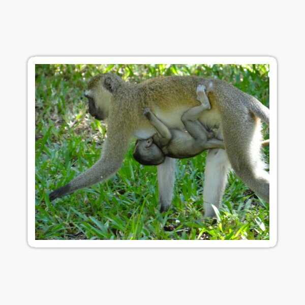 Item preview, Mother And Baby Going For A Walk - Monkey - Kenya - Africa designed and sold by exploramum.