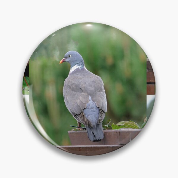 Item preview, vr 3688 / finition 2024 -  1 - Proud - Fier Pigeon - Okaio-Umin Créations Olavia-Olao designed and sold by o.okaïo.