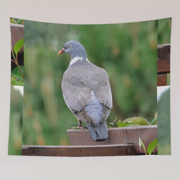 Item preview, vr 3688 / finition 2024 -  1 - Proud - Fier Pigeon - Okaio-Umin Créations Olavia-Olao designed and sold by o.okaïo.