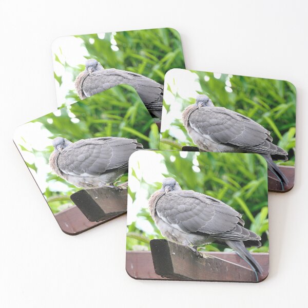 Item preview, vr 3689 / finition 2024 -   - Trés Jeune- proud - Pigeon - Okaio-Umin Créations Olavia-Olao designed and sold by o.okaïo.