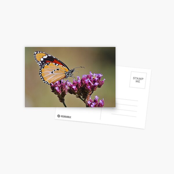 Monarch Butterfly Postcard