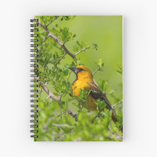 Item preview, Oriole in the Greenery designed and sold by Debra Martz.
