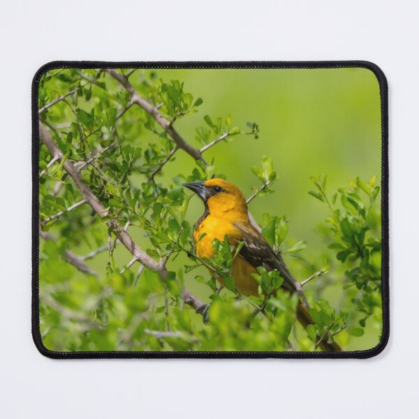 Item preview, Oriole in the Greenery designed and sold by Debra Martz.