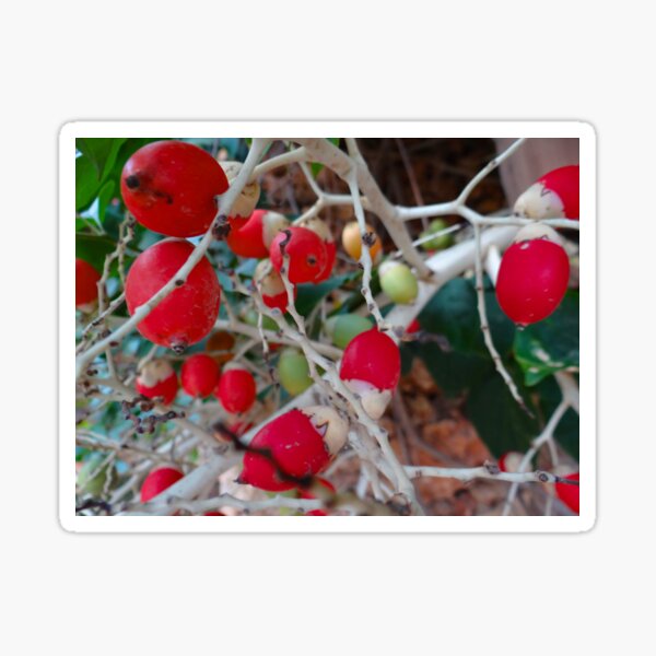 Item preview, Berry Bright - Kenya Africa designed and sold by exploramum.
