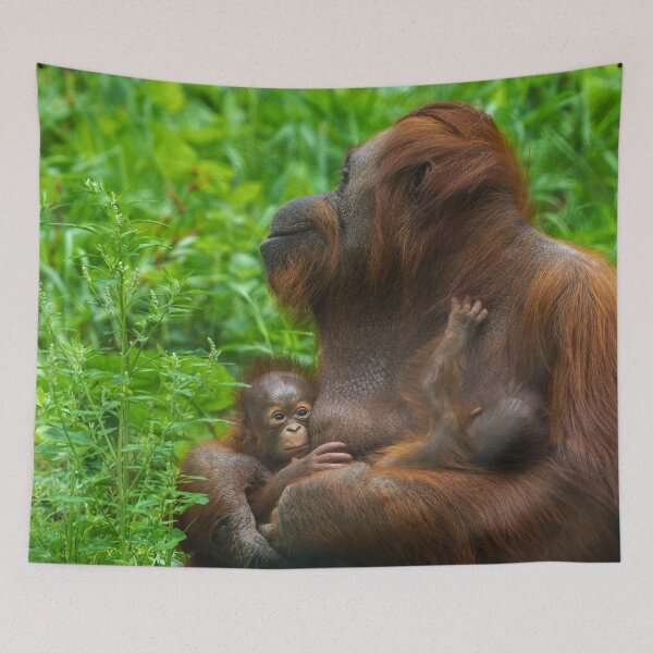Item preview, Orangutan Mother and Babies designed and sold by rawshutterbug.