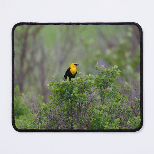 Aperçu de l'œuvre Yellow Headed Blackbird créée et vendue par Cblifeisgood.