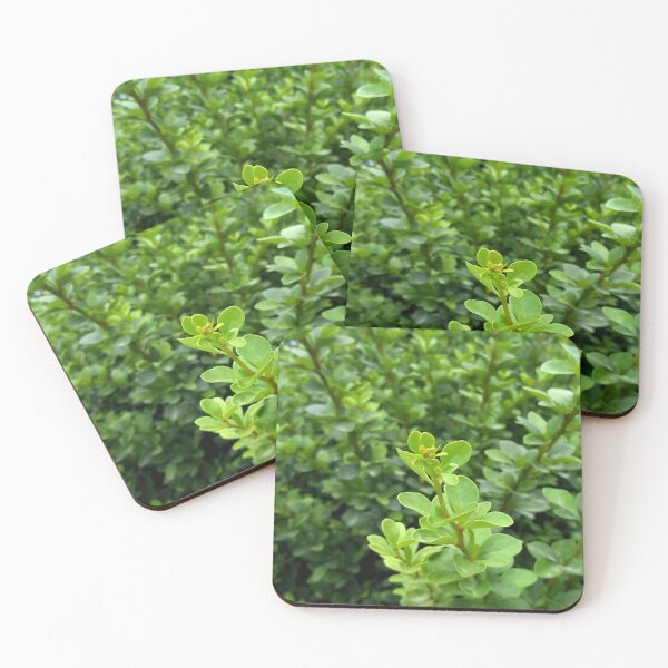 Item preview, Japanese boxwood 2 original artwork designed and sold by paragonDesign28.