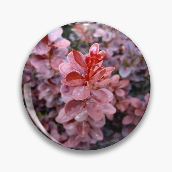 Item preview, Japanese barberry original artwork designed and sold by paragonDesign28.