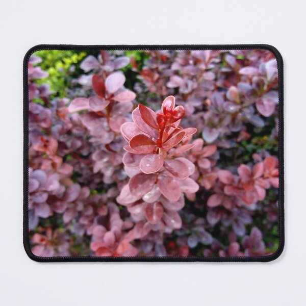 Item preview, Japanese barberry original artwork designed and sold by paragonDesign28.