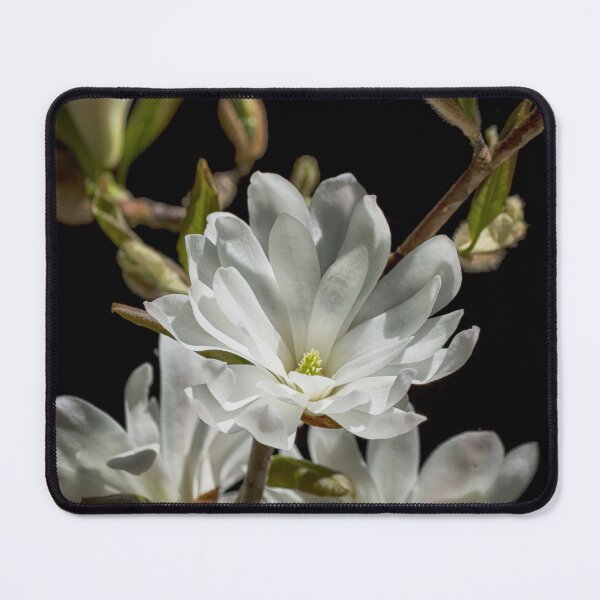 Item preview, An Introduction to Spring designed and sold by Belinda Greb Photography.