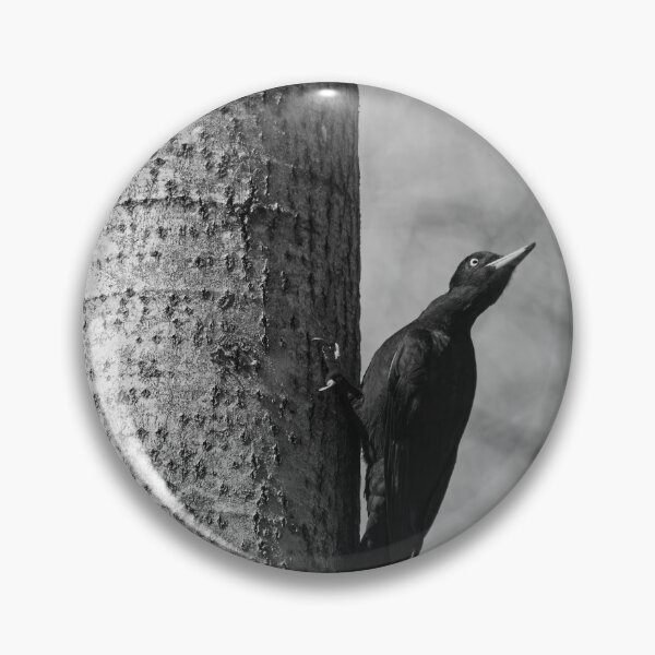 Item preview, Ready to take off.  Black woodpecker bw designed and sold by Jouko Lehto Photography.