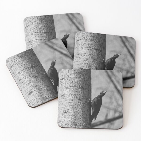 Item preview, Ready to take off.  Black woodpecker bw designed and sold by Jouko Lehto Photography.