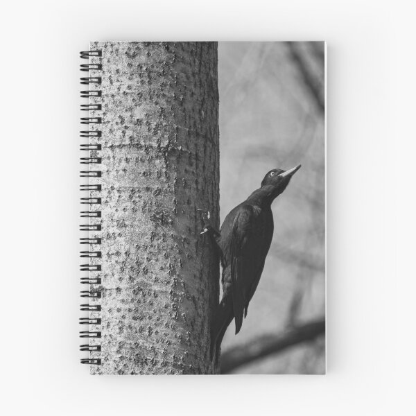 Item preview, Ready to take off.  Black woodpecker bw designed and sold by Jouko Lehto Photography.