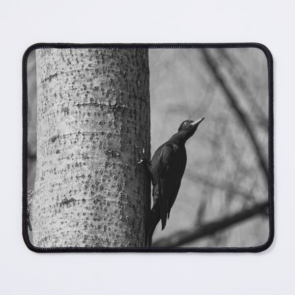 Item preview, Ready to take off.  Black woodpecker bw designed and sold by Jouko Lehto Photography.