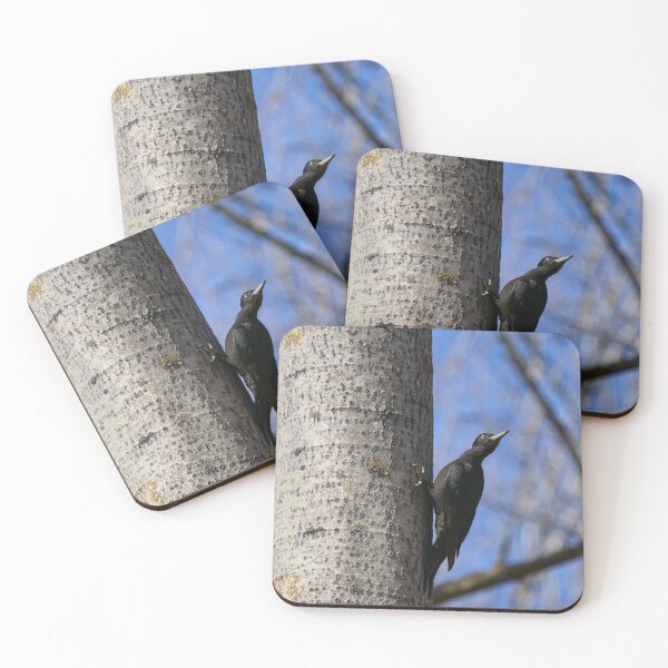 Item preview, Ready to take off.  Black woodpecker designed and sold by Jouko Lehto Photography.