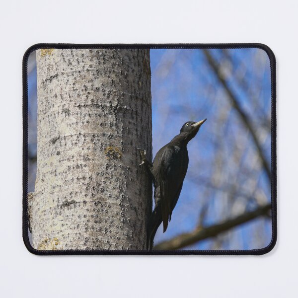 Item preview, Ready to take off.  Black woodpecker designed and sold by Jouko Lehto Photography.