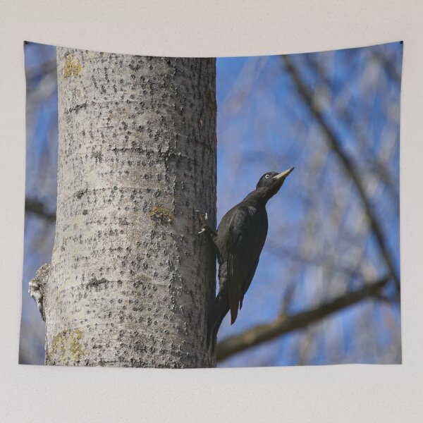 Item preview, Ready to take off.  Black woodpecker designed and sold by Jouko Lehto Photography.
