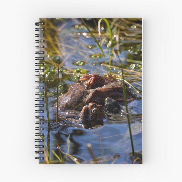 Item preview, Playing the spring balls. European brown frog designed and sold by Jouko Lehto Photography.