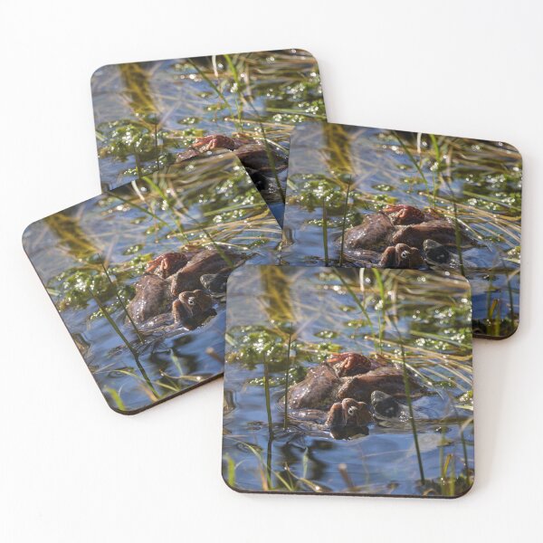 Item preview, Playing the spring balls. European brown frog designed and sold by Jouko Lehto Photography.