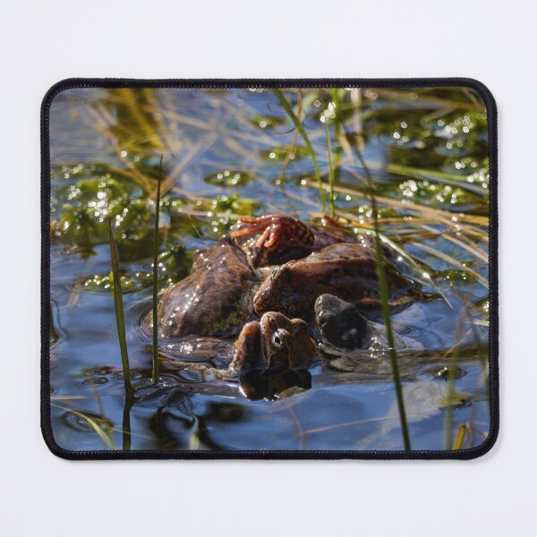 Item preview, Playing the spring balls. European brown frog designed and sold by Jouko Lehto Photography.